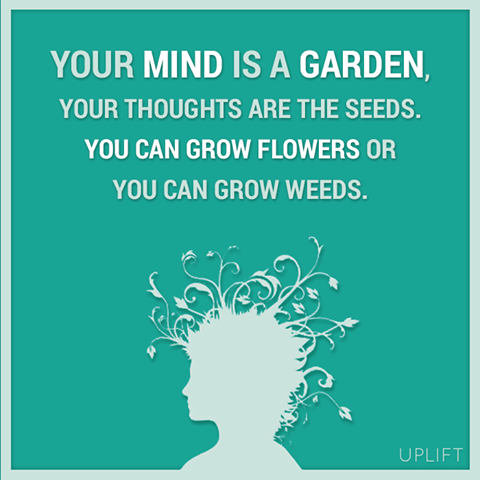 seeds and the mind