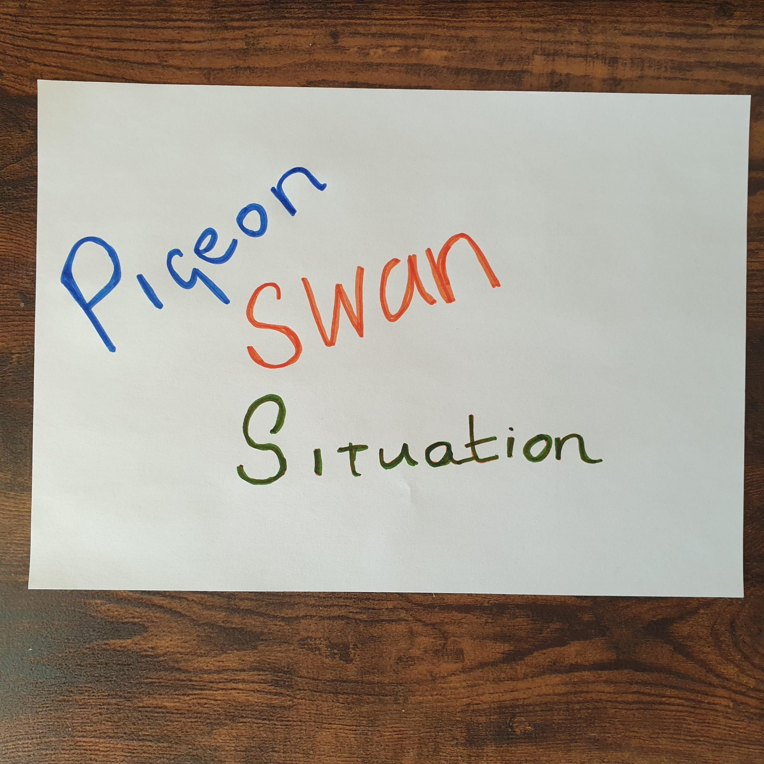 pigeon swan situation